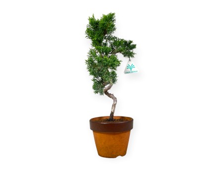 Juniperus chinensis Itogawa - Genévrier de Chine - 39 cm