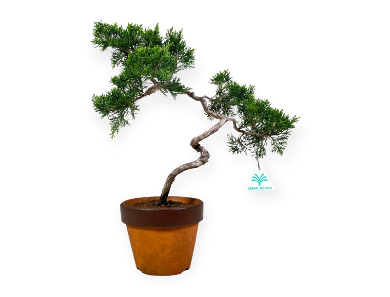 Juniperus chinensis Itogawa - Enebro - 39 cm