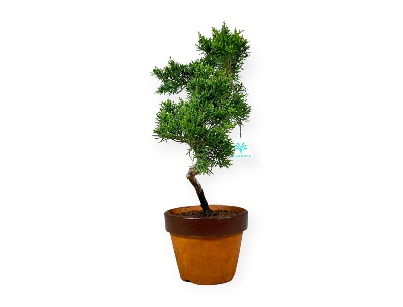 Juniperus chinensis Itogawa - Jeneverbes - 39 cm