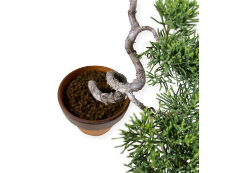 Juniperus chinensis Itogawa - Jeneverbes - 39 cm