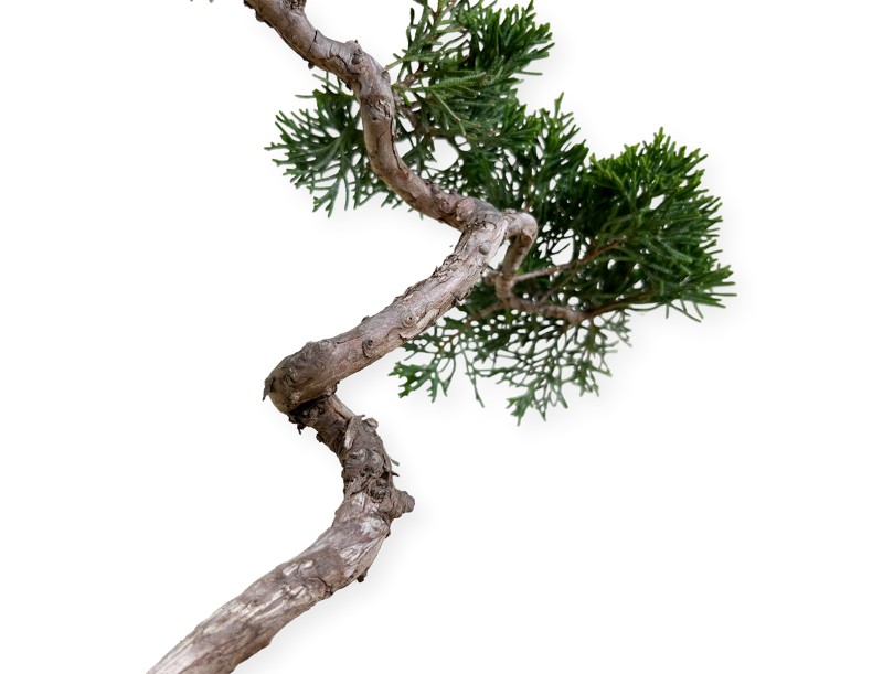 Juniperus chinensis Itogawa - Genévrier de Chine - 39 cm