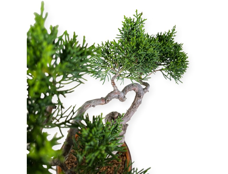 Juniperus chinensis Itogawa - Enebro - 39 cm
