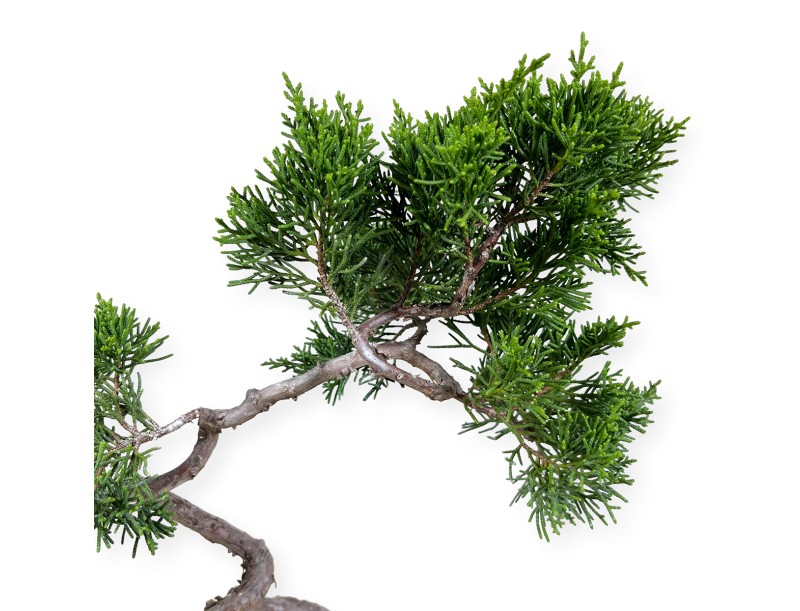 Juniperus chinensis Itogawa - Juniper - 39 cm