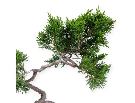 Juniperus chinensis Itogawa - Genévrier de Chine - 39 cm
