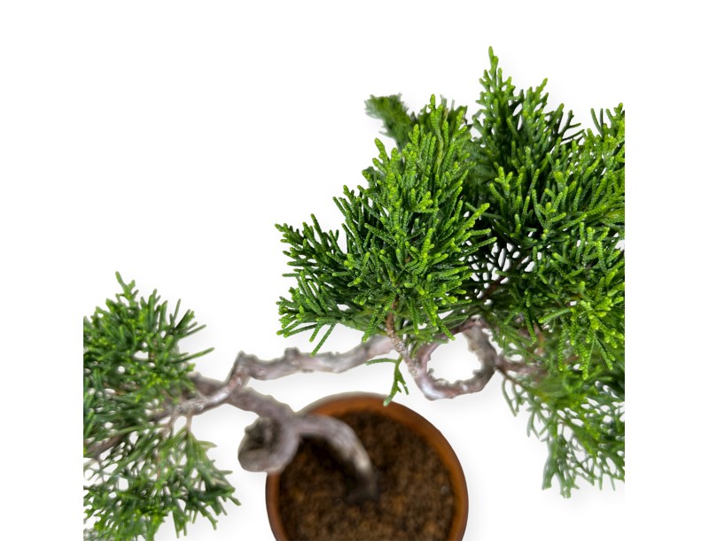 Juniperus chinensis Itogawa - Juniper - 39 cm