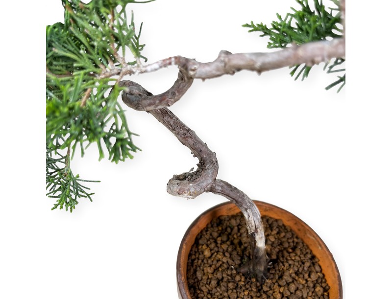 Juniperus chinensis Itogawa - Wacholder - 39 cm