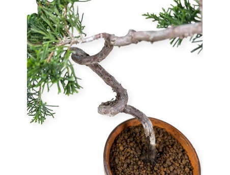 Juniperus chinensis Itogawa - Ginepro - 39 cm