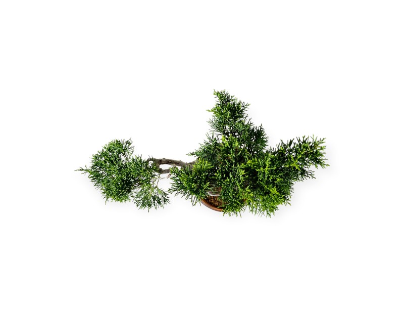 Juniperus chinensis Itogawa - Wacholder - 39 cm