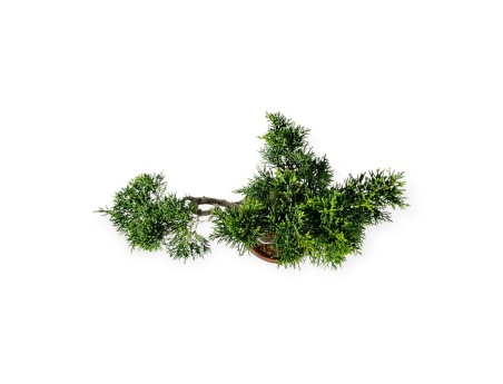 Juniperus chinensis Itogawa - Wacholder - 39 cm