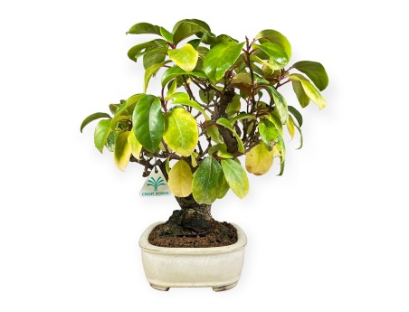 Kadsura japonica - 40 cm