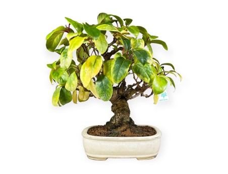 Kadsura japonica - 40 cm