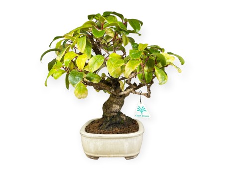 Kadsura japonica - 40 cm