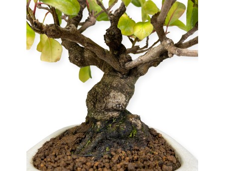 Kadsura japonica - 40 cm