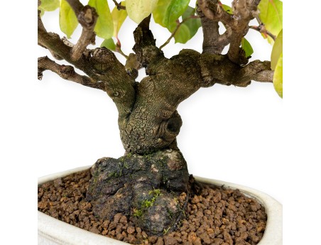 Kadsura japonica - 40 cm