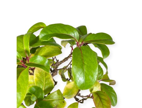 Kadsura japonica - 40 cm