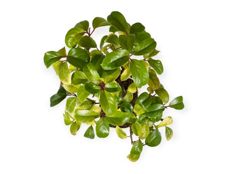 Kadsura japonica - 40 cm