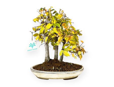 Zelkova serrata - Olmo - 23 cm