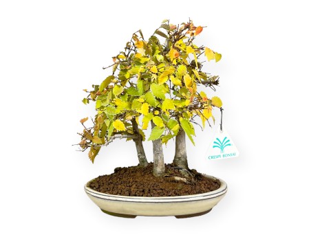 Zelkova serrata - Elm - 23 cm