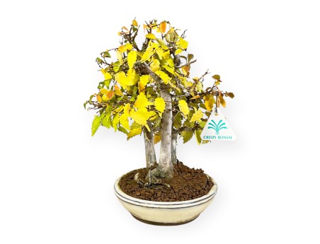 Zelkova serrata - Elm - 23 cm