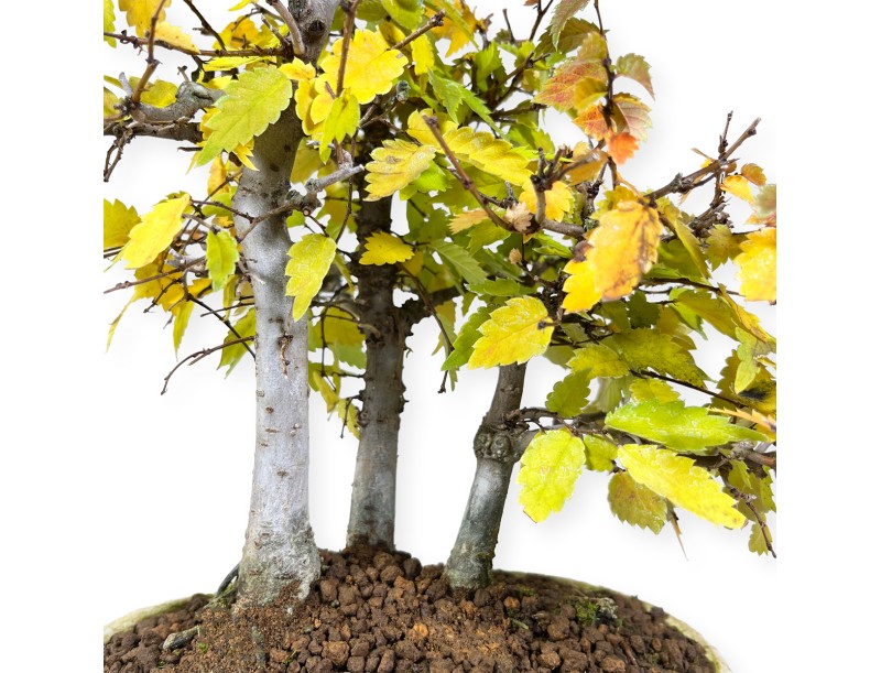 Zelkova serrata - Olmo - 23 cm