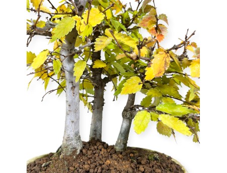 Zelkova serrata - Olmo - 23 cm