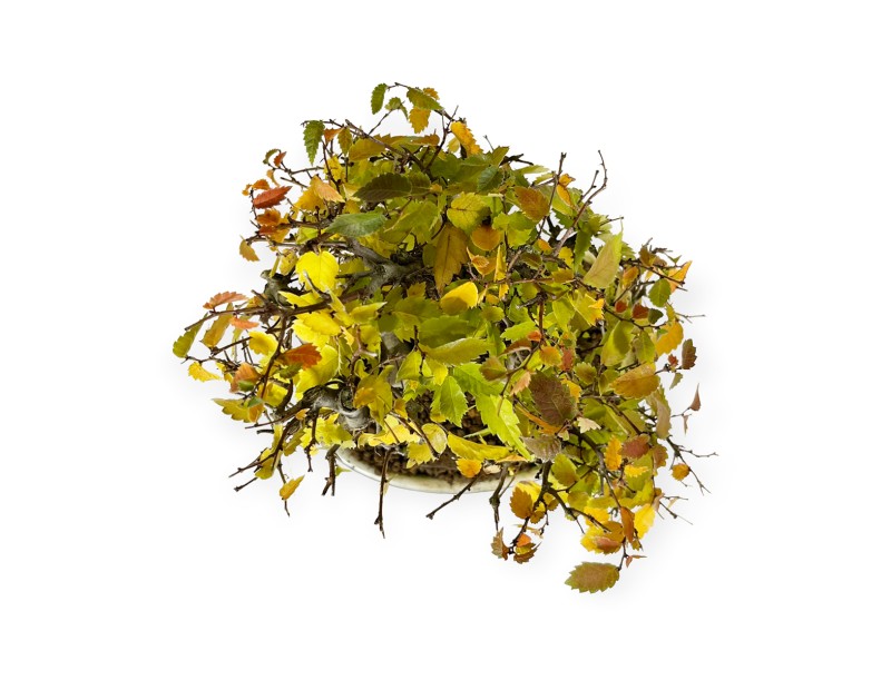 Zelkova serrata - Elm - 23 cm