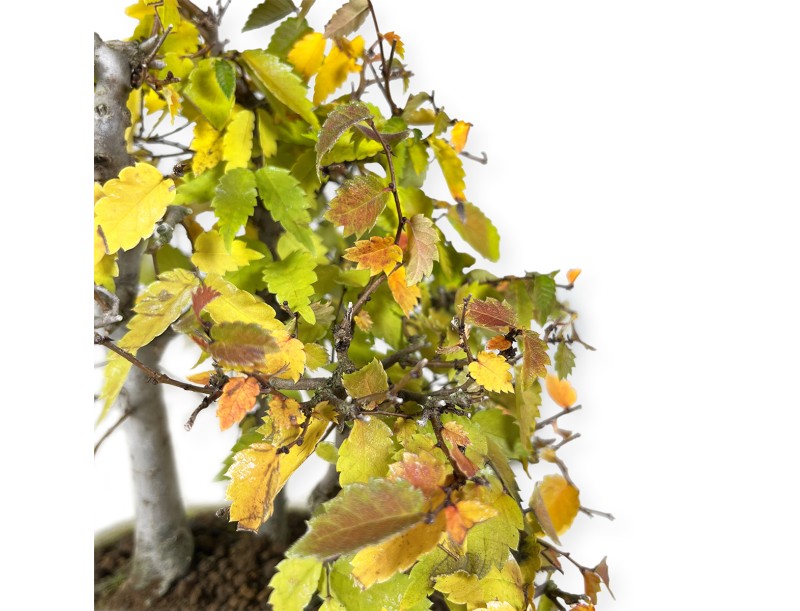 Zelkova serrata - Elm - 23 cm