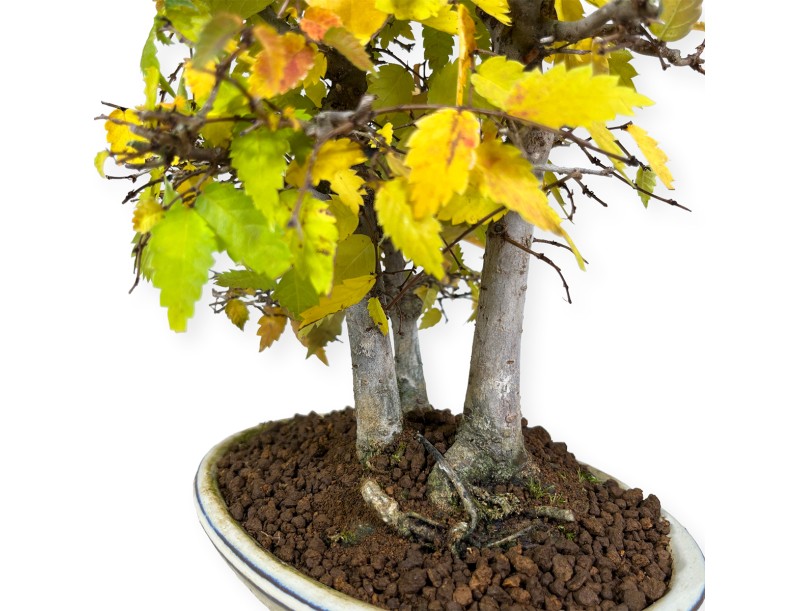 Zelkova serrata - Olmo - 23 cm