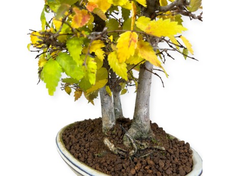 Zelkova serrata - Elm - 23 cm