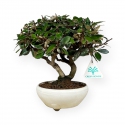 Elaeagnus pungens - Oléastre - 20 cm