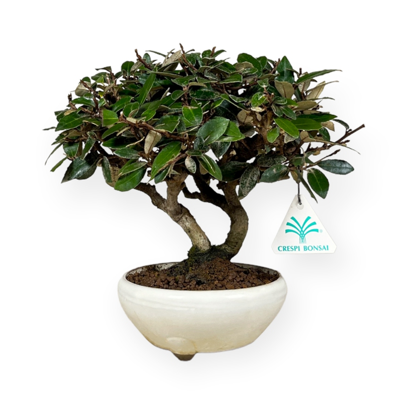 Elaeagnus pungens - Oléastre - 20 cm