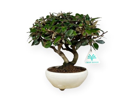 Elaeagnus pungens - Olivagno - 20 cm