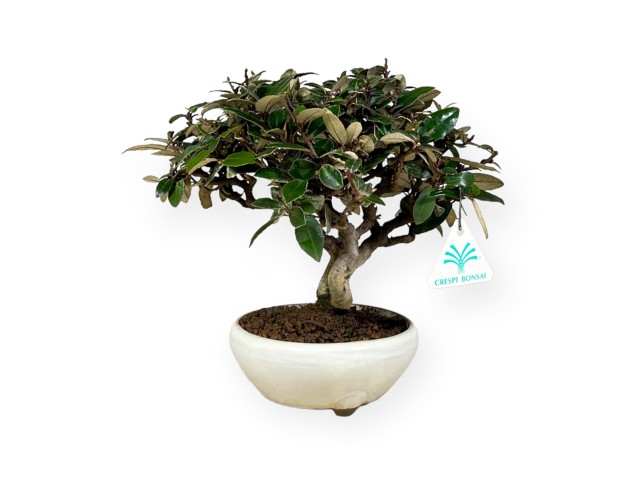 Elaeagnus pungens - Oléastre - 20 cm 2