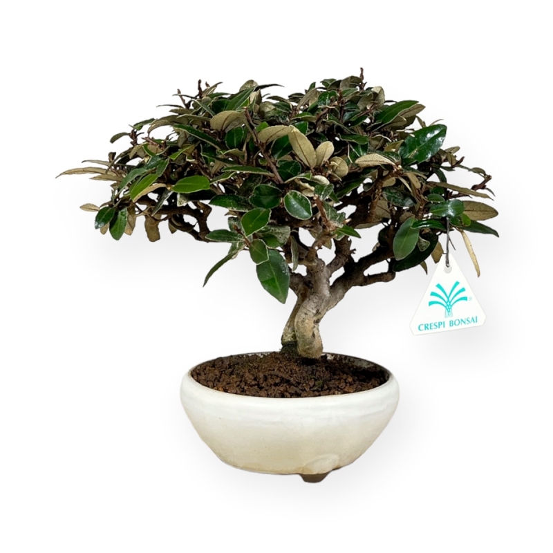 Elaeagnus pungens - Oléastre - 20 cm