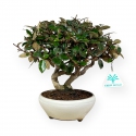 Elaeagnus pungens - Oléastre - 20 cm