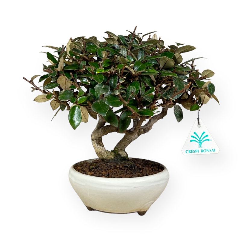 Elaeagnus pungens - Oléastre - 20 cm