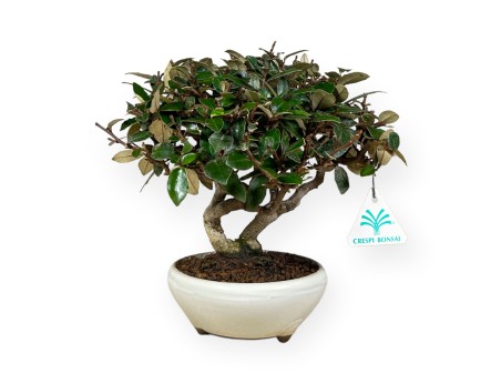 Elaeagnus pungens - Oléastre - 20 cm