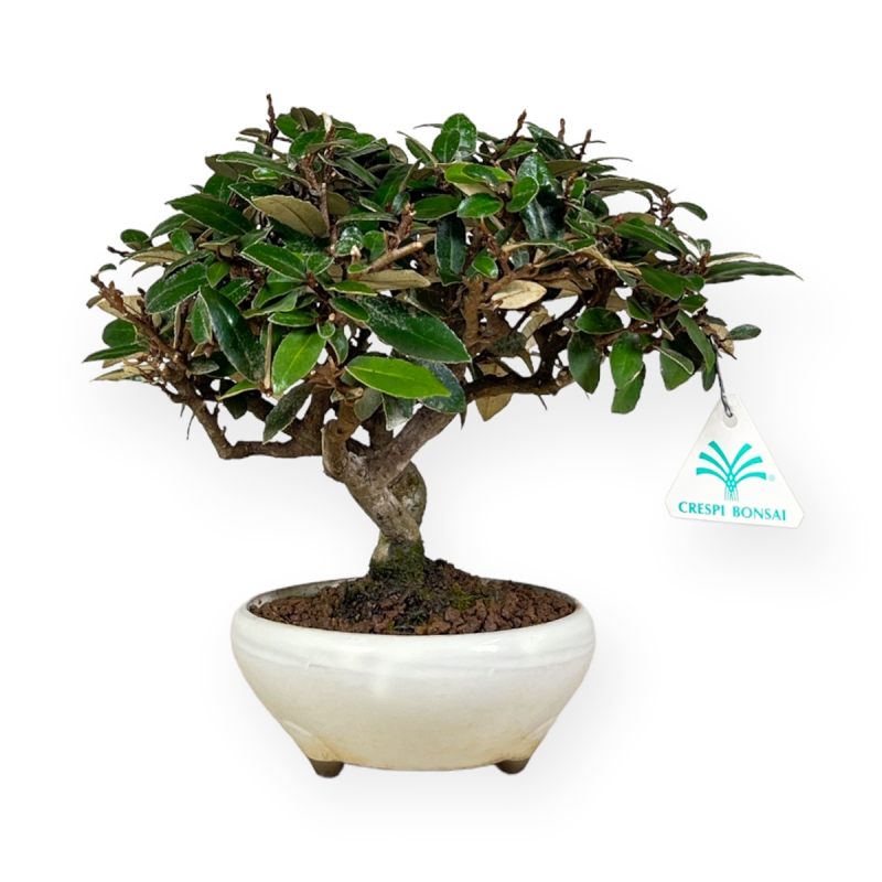 Elaeagnus pungens - Oléastre - 20 cm
