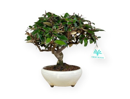 Elaeagnus pungens - Oléastre - 20 cm
