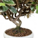 Elaeagnus pungens - Oléastre - 20 cm