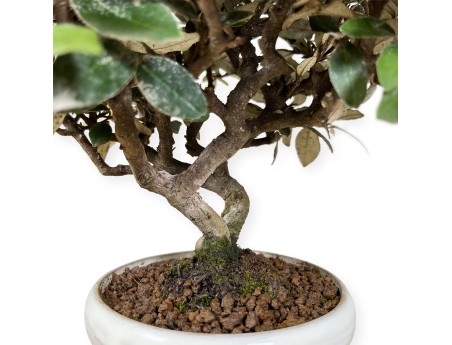 Elaeagnus pungens - Olivagno - 20 cm