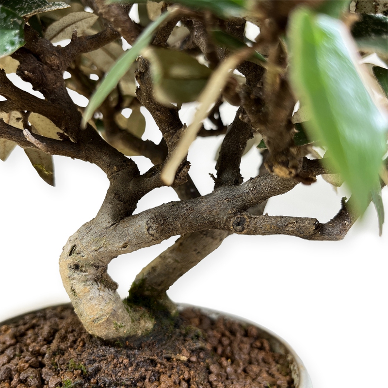 Elaeagnus pungens - Oléastre - 20 cm