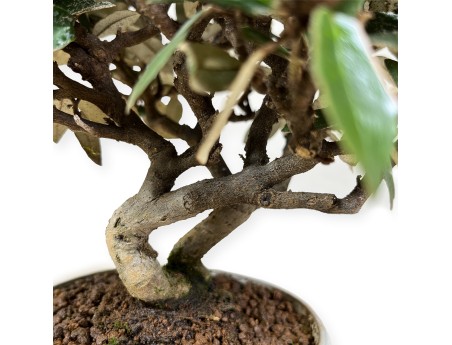 Elaeagnus pungens - Silverberry - 20 cm