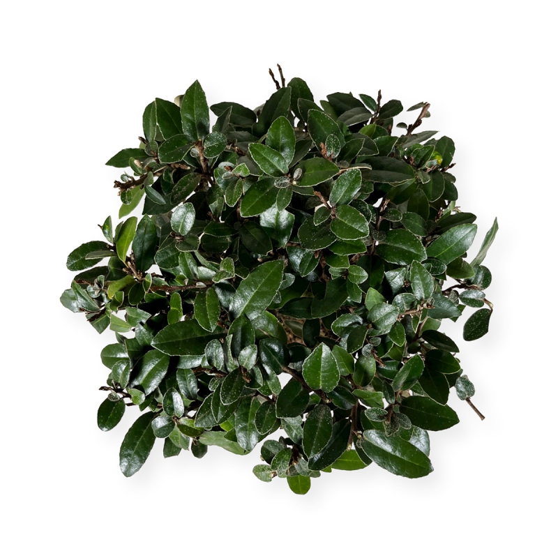 Elaeagnus pungens - Oléastre - 20 cm