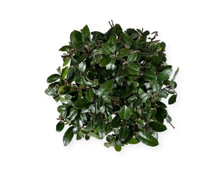 Elaeagnus pungens - Oléastre - 20 cm