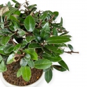 Elaeagnus pungens - Oléastre - 20 cm