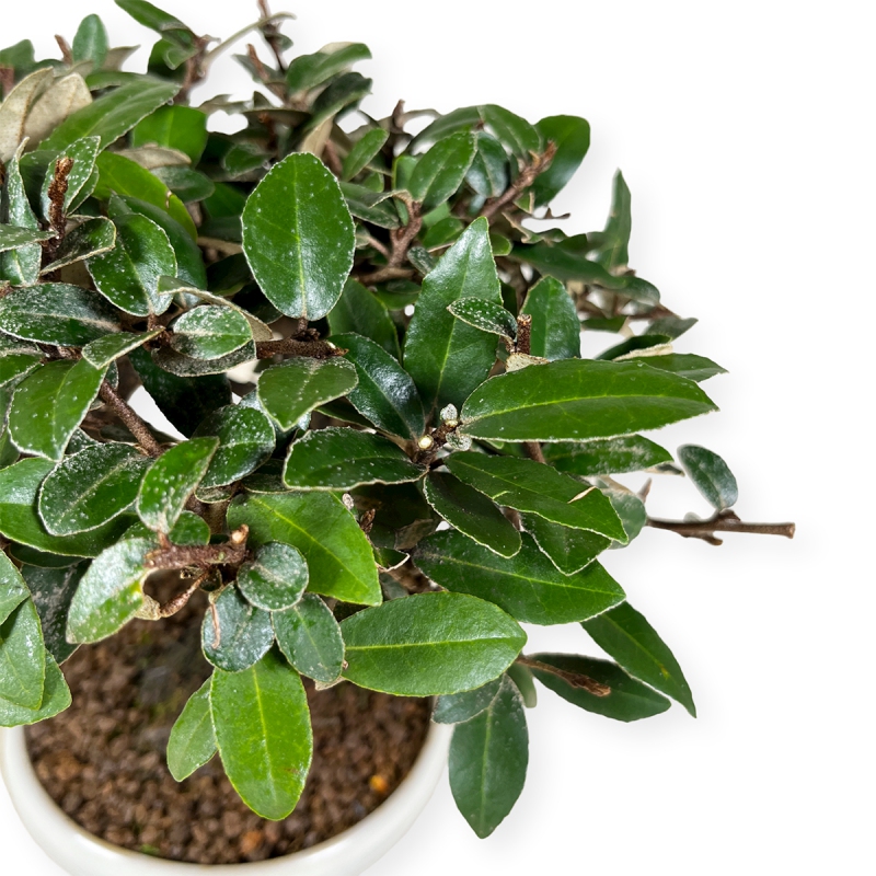 Elaeagnus pungens - Oléastre - 20 cm