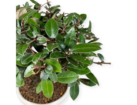 Elaeagnus pungens - Olivagno - 20 cm