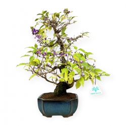 Callicarpa japonica - Japanese beautyberry - 43 cm