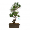 Pinus pentaphylla - Pine five needles - 53 cm